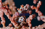 Muricella plectana Hippocampus bargibanti-Moga Island Pak Kasim-17m-20180530-Denis-ADER-DSC_2330_tn